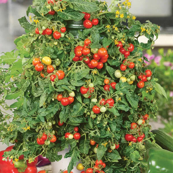 Tomato Seeds - Red Cherry Large Fruit - Solanum lycopersicum - Set of 40+ Non-GMO Garden Seeds