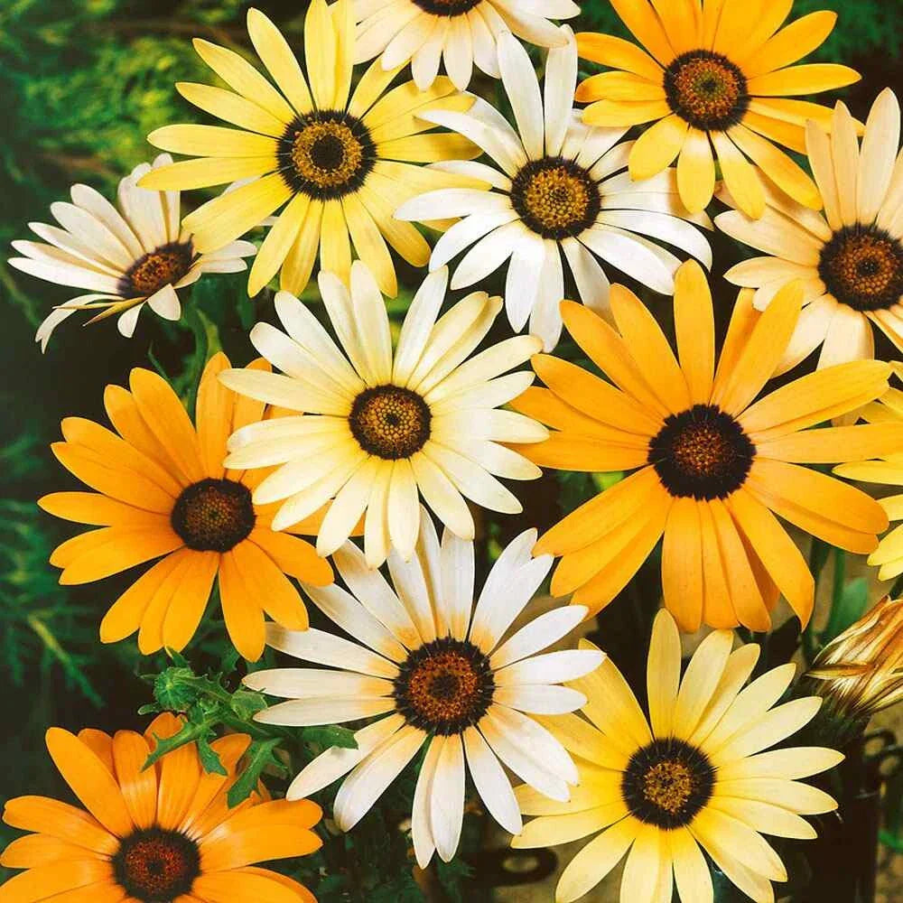 African Daisy Seeds - 100 Mixed Seeds Dimorphotheca Aurantiaca - USA Seller