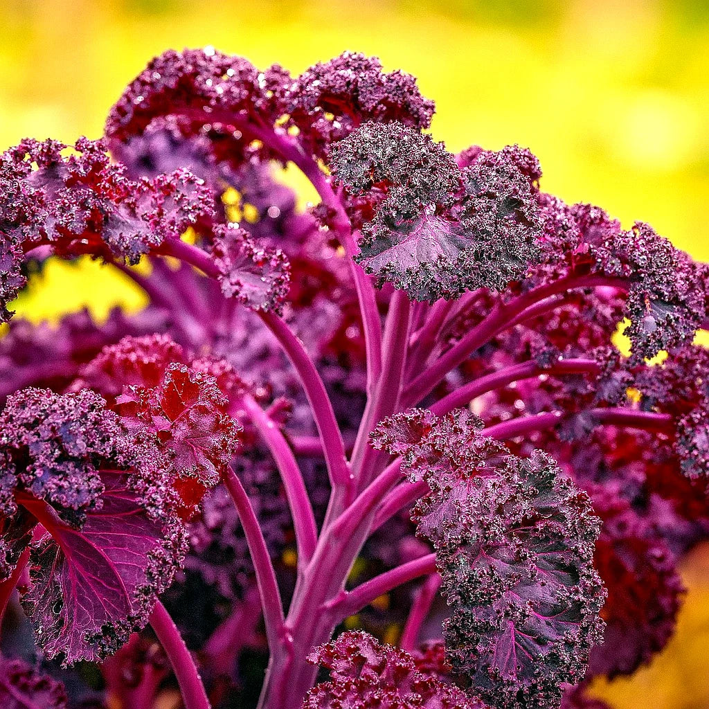 Red Borecole Kale Seeds - 600+ Heirloom Non-GMO Frilly Purple Brassica oleracea