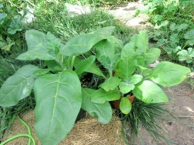 Sacred Tobacco Seeds - 301+ Nicotiana rustica Wildflower Herb for Container Garden, Easy to Grow, Native Plant