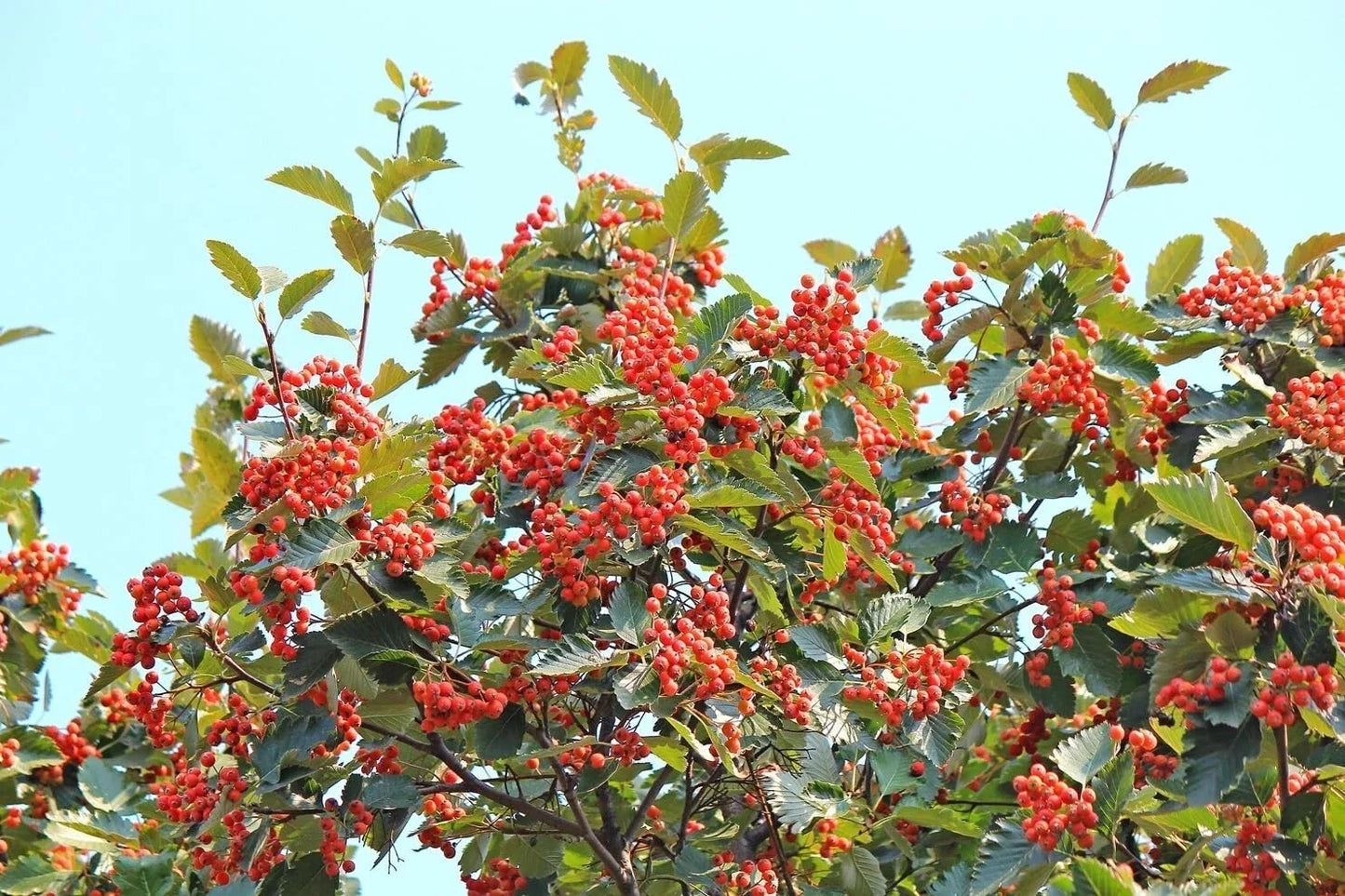 American Mountain Ash Seedling - Sorbus Americana - Hardy Native Tree for Landscaping and Wildlife Attracting