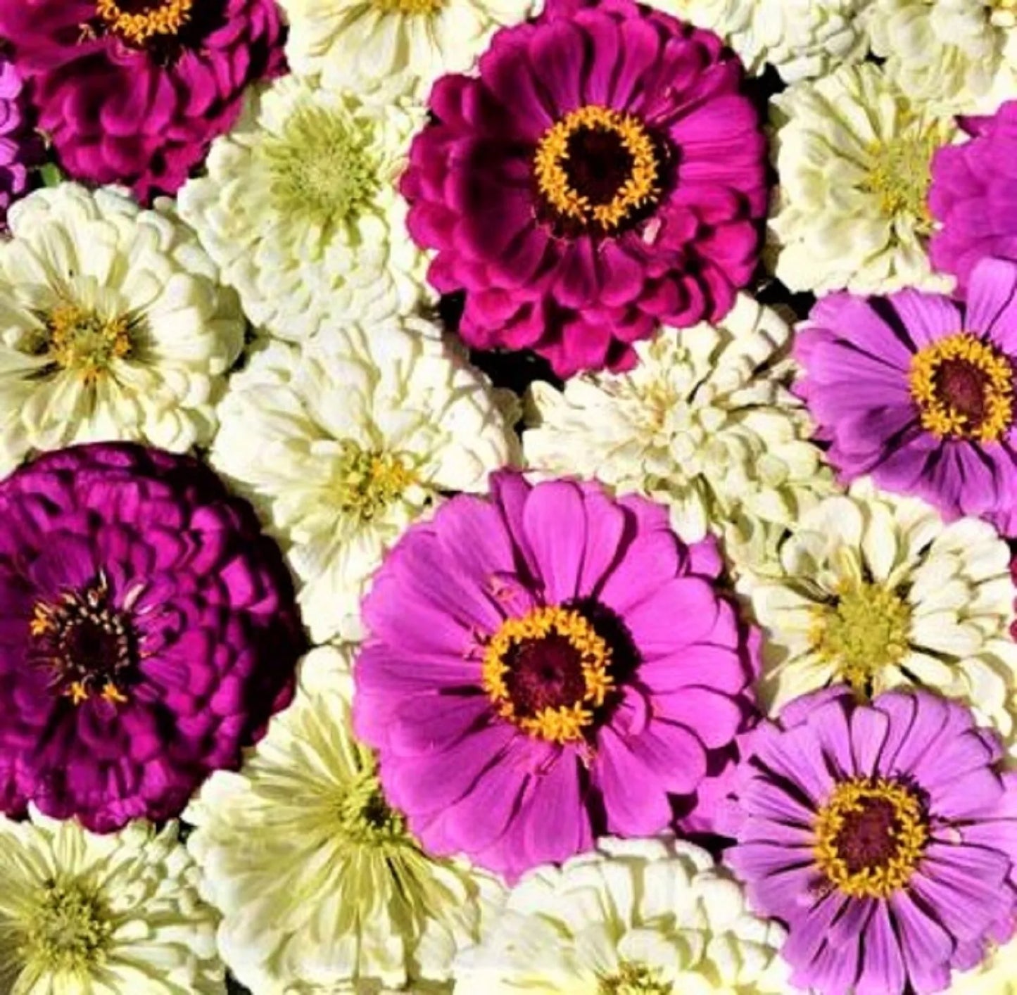 Blueberry Cheesecake Zinnia Seeds - 100+ Seeds, Zinnia elegans, Colorful Annual Flower for Garden Beds & Borders