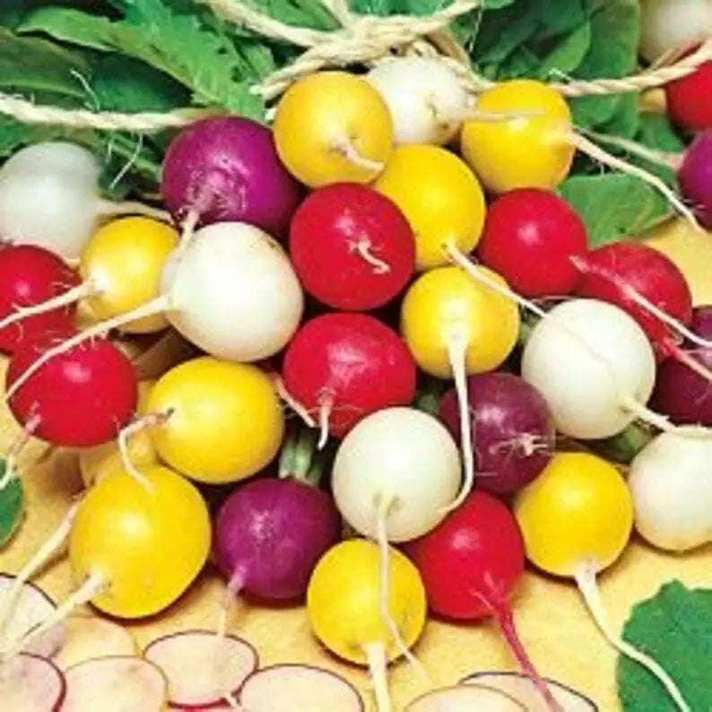 Crayon Colors Radish Mix Seeds - Easy Grow Raphanus sativus Variety