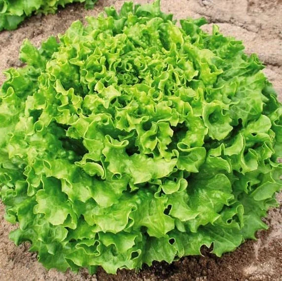 Organic Lettuce Seeds for Planting, Muir MTO Variety, Non-GMO, Heirloom, Loose-Leaf, 50 Seeds