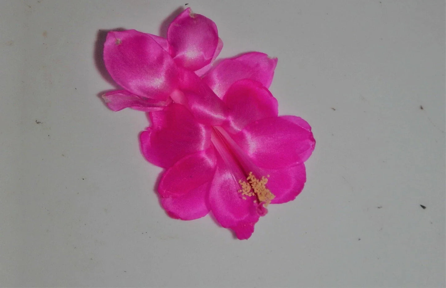 Christmas Cactus Starter Plant - Satin Beauty - Healthy Schlumbergera Truncata Indoor Succulent