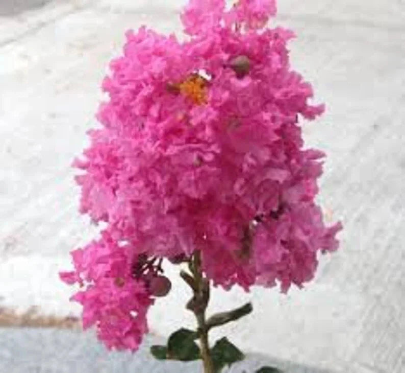 Pink Cape Myrtle Seeds - Lagerstroemia indica Perennial Flower Seeds for Borders & Containers