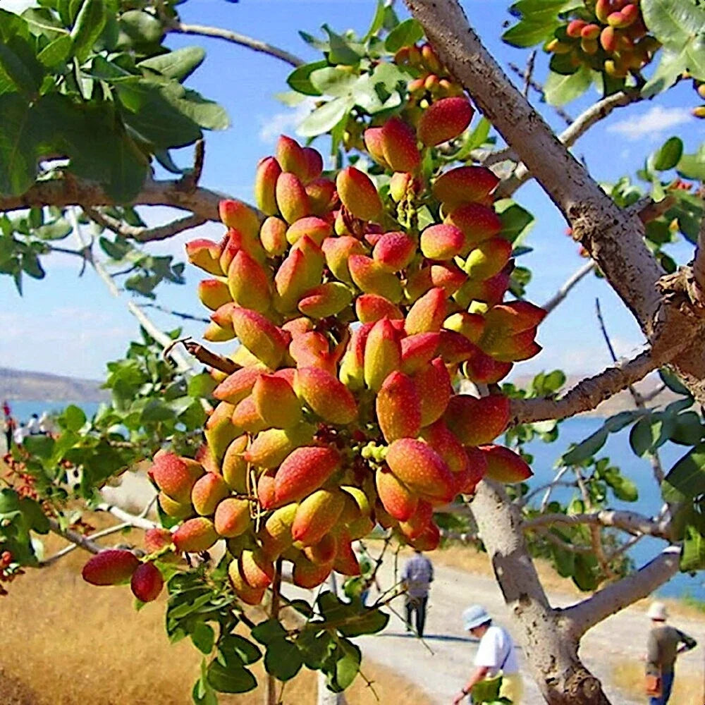 Pistachio Nut Tree Seeds - Edible Garden Plant for Zone 7 - Pistacia vera - Nut Tree Seeds for Growing