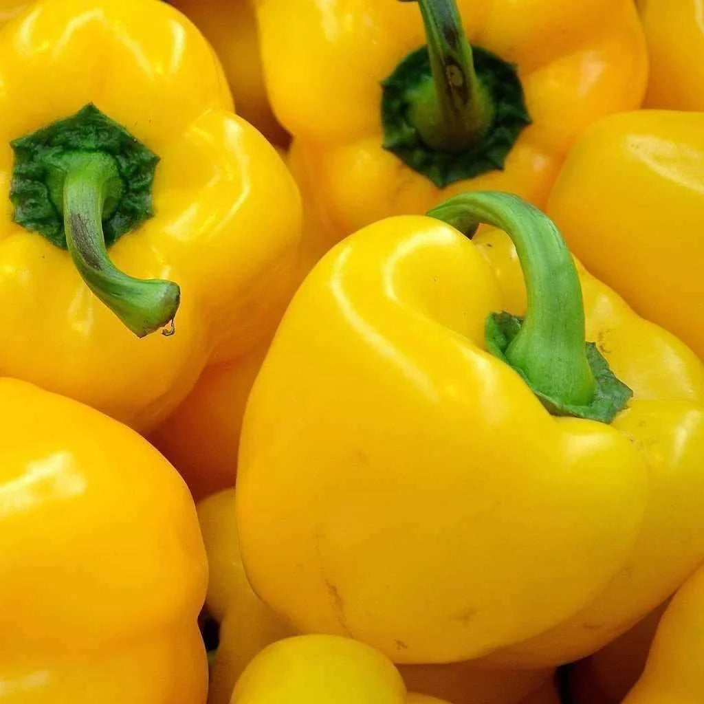 Sunbright Yellow Bell Pepper Seeds - Non-GMO Heirloom Capsicum annuum - 25+ Pack
