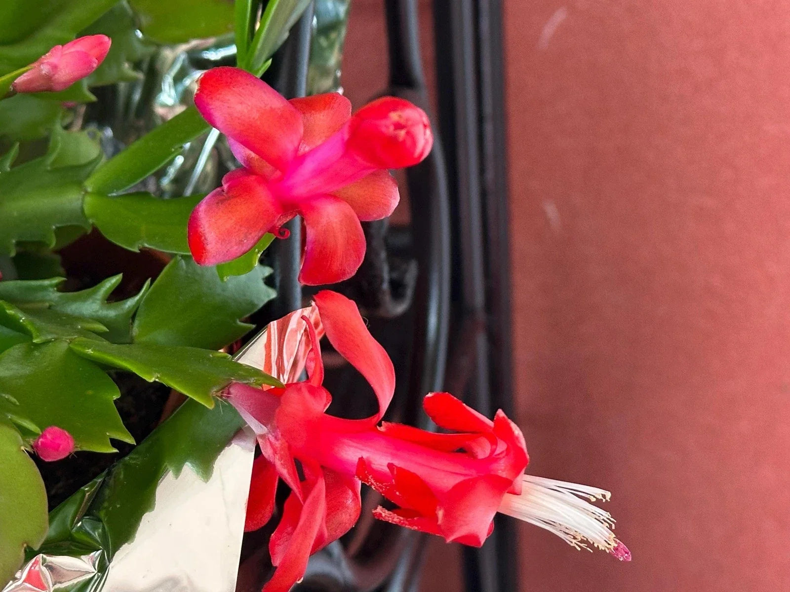 Red Schlumbergera Truncata Christmas Cactus Cuttings – 3 Unrooted Propagation Clippings, Indoor Plant, Holiday Flowering