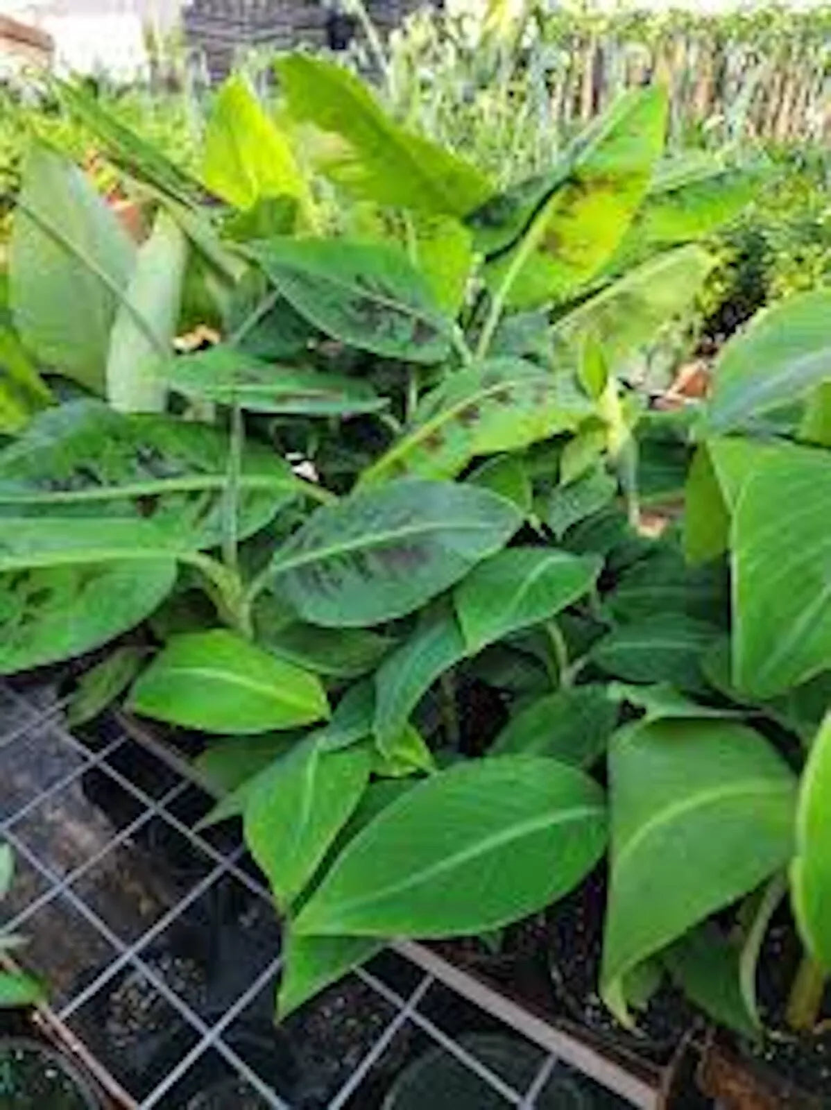 Double Mahoi Banana Plant - Double Headed Dwarf Cavendish Starter - Musa acuminata - Fast Growing, Heat Tolerant, Bare Root
