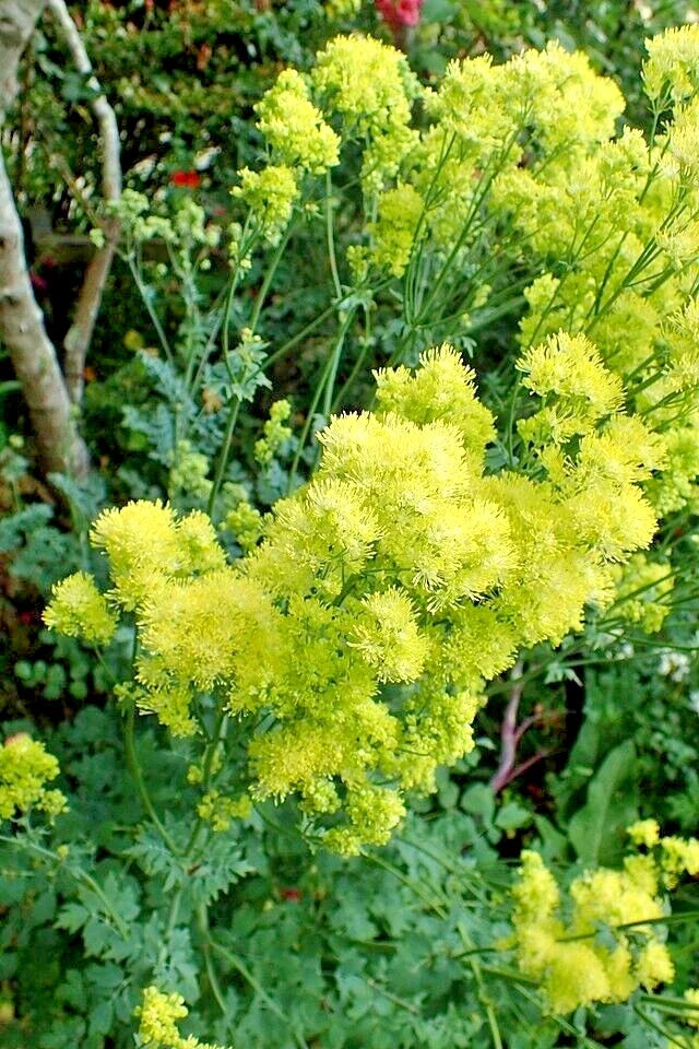 Foamy Meadowrue Seeds - 30 Pack - Hardy Perennial with Yellow Flowers - Thalictrum Isopyroides for Shade Gardens