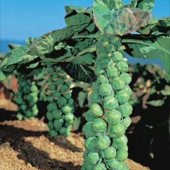 Brussel Sprout Seeds - Jade Cross Variety - Heirloom, Non-GMO, Brassica oleracea, Compact, Full Sun, 50 Seeds
