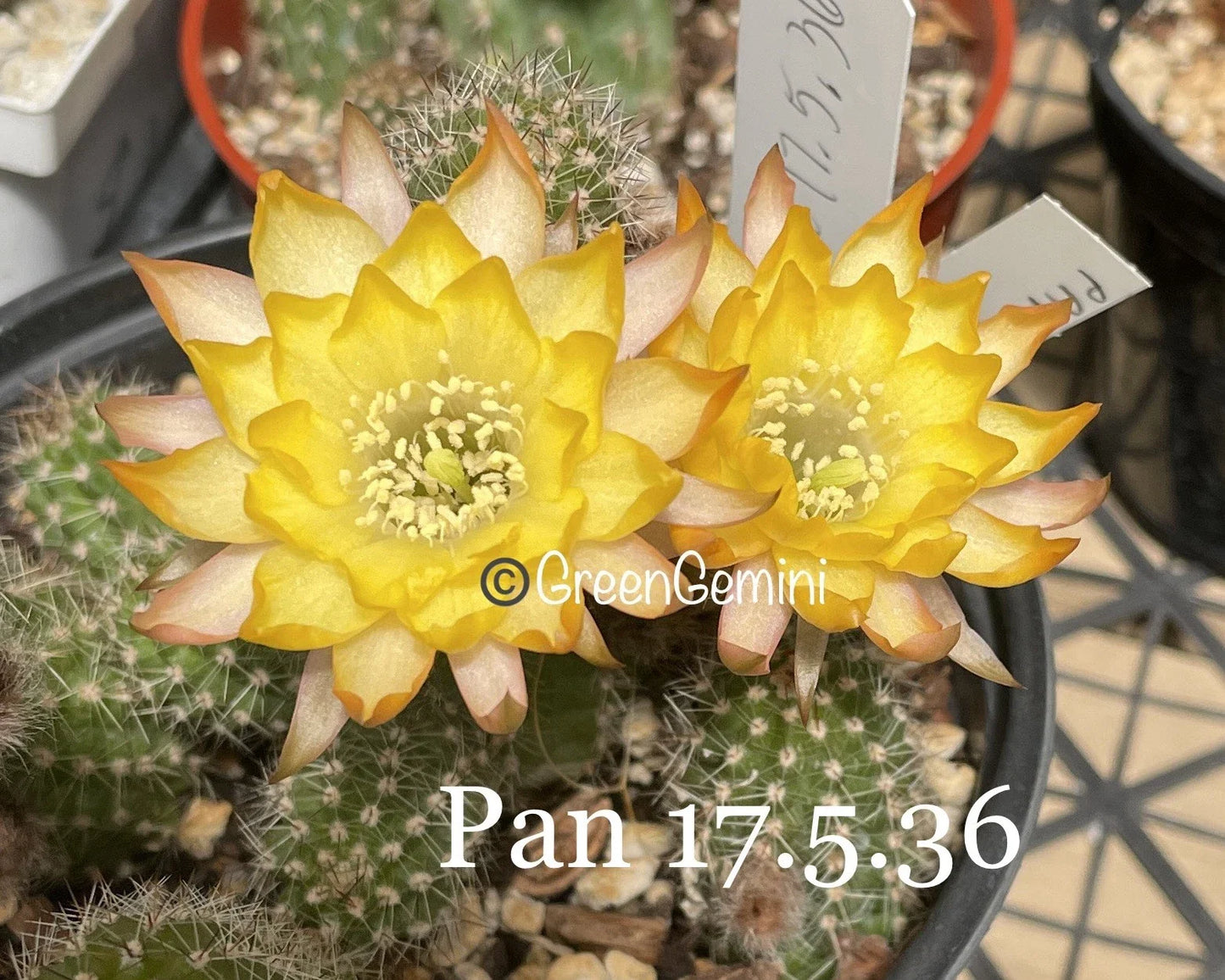 Peanut Cactus Plant 6-12" Rooted Hybrid Chamaecereus Silvestrii Succulent for Indoor & Outdoor