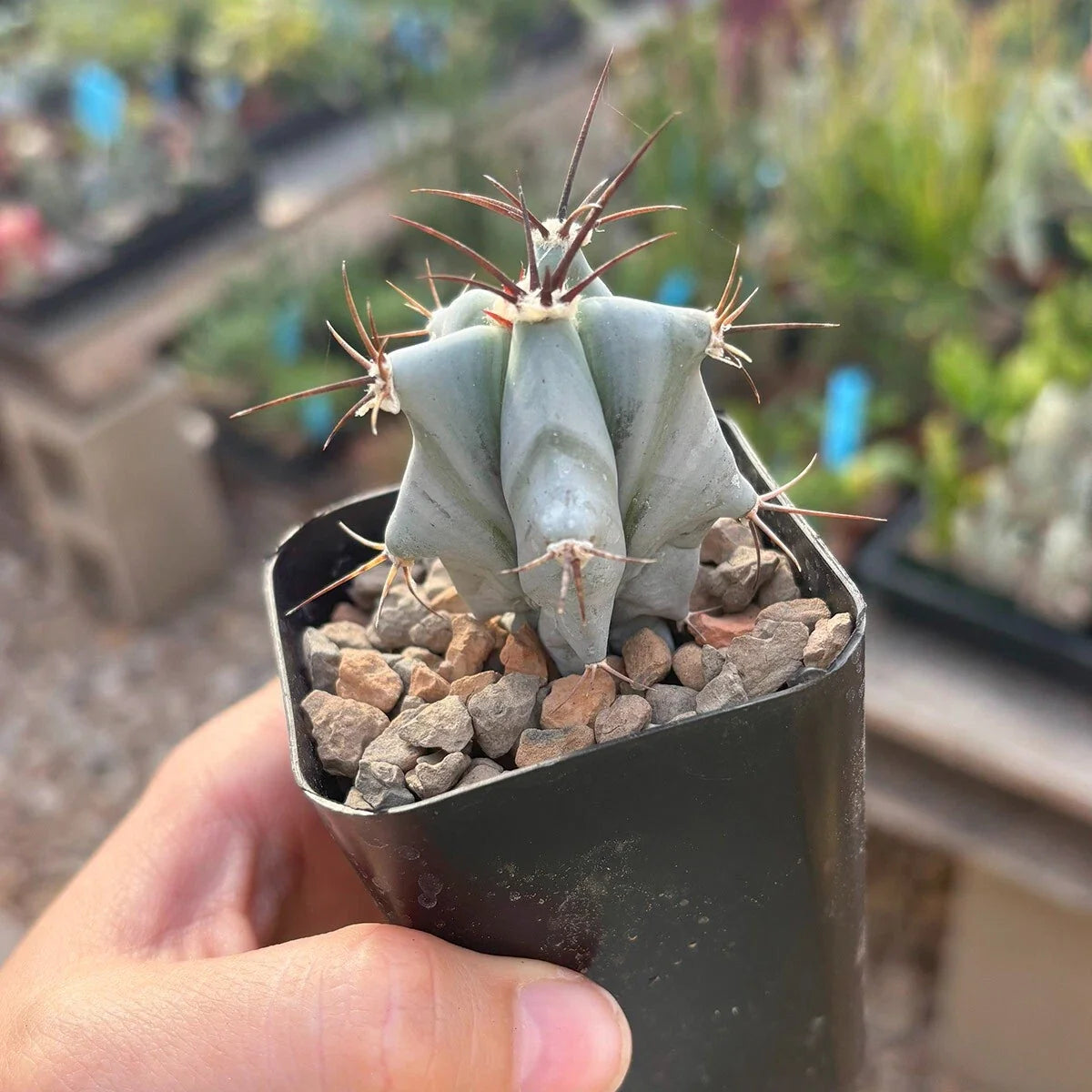 Live Rooted Echinocactus ingens - Large Green Barrel Cactus - Easy Care Succulent Plant for Indoor & Outdoor Gardens