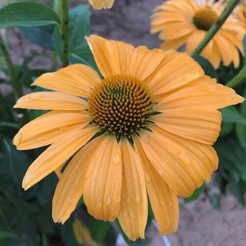 50 Coneflower Seeds - Echinacea purpurea - Pink Perennial Flowers for Garden Planting