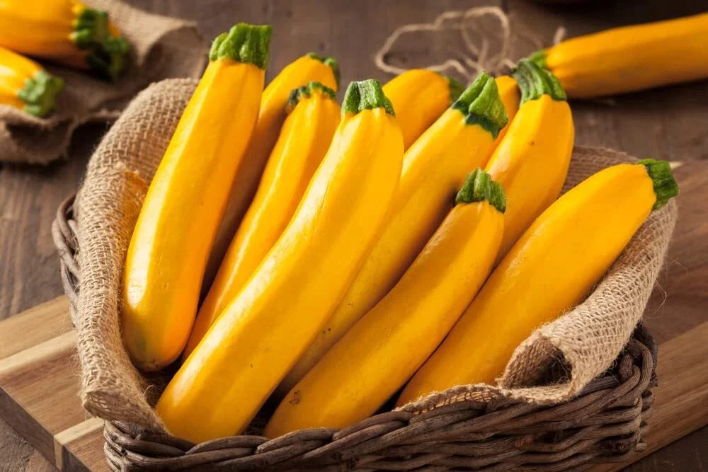 Goldy Squash Seeds - 10 Pack, Golden Zucchini, Cucurbita pepo, Full Sun, Bush Variety for Garden or Container Planting