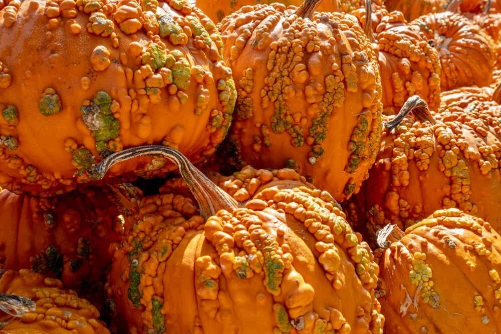 Goosebumps Pumpkin Seeds - 10 Seeds - Orange Warty Pumpkins - Cucurbita pepo - Full Sun, Carving & Decor