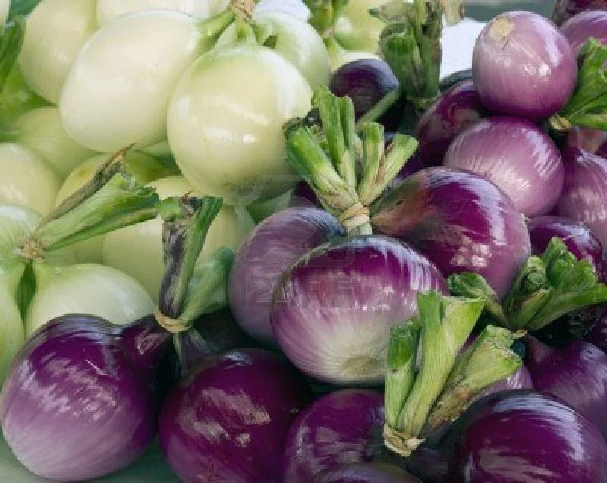 Purple Onion Seeds - 100 Seeds Allium cepa Sweet Variety for Cooking & Gardening, Non-GMO, Full Sun, Indoor & Outdoor Planting