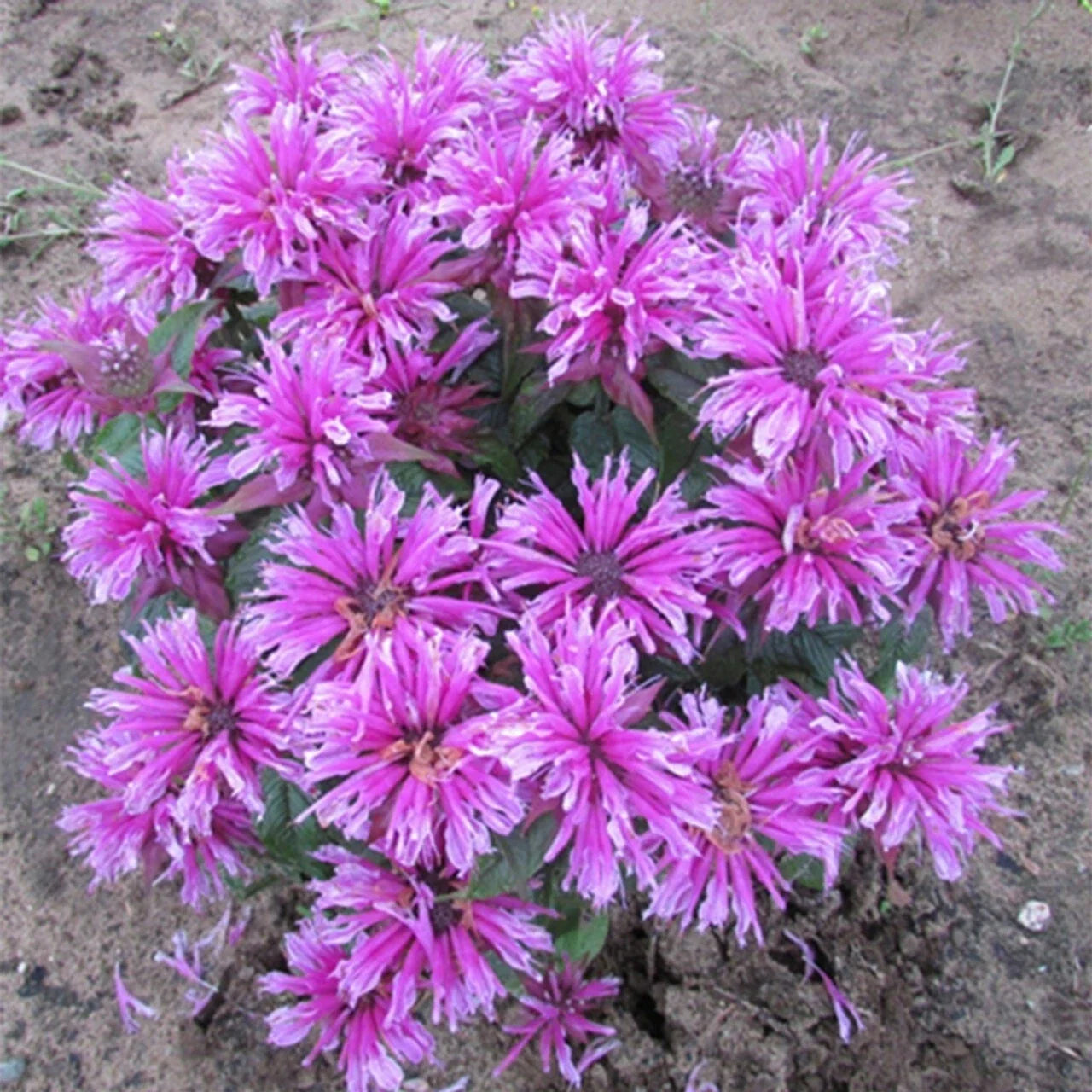 Orchid Bee Balm Seeds - 100 Flower Seeds for Hummingbirds - Monarda didyma - Perennial Garden Flower Seeds