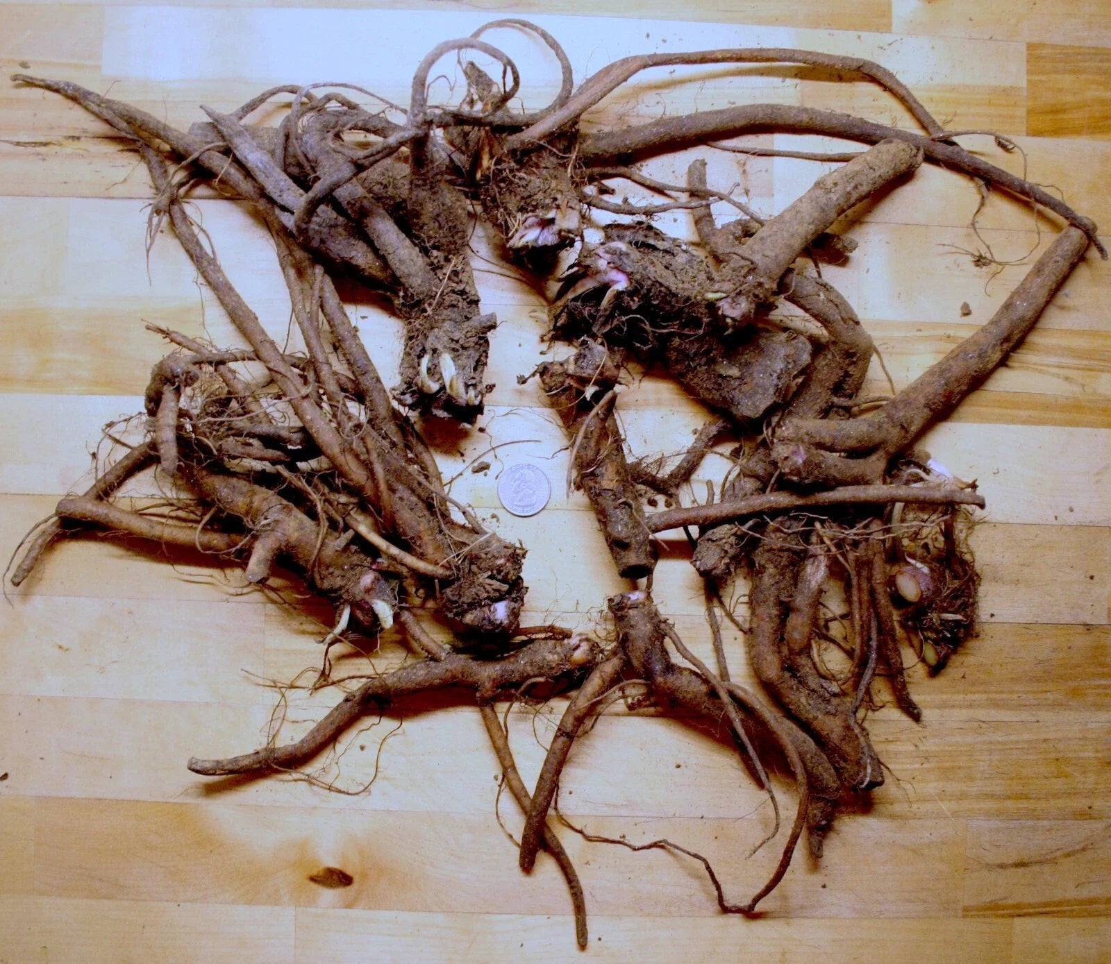 Live Russian Comfrey Plant Roots Crowns Bocking #4 – Organic Herbal Gardening Supplies, Symphytum × uplandicum