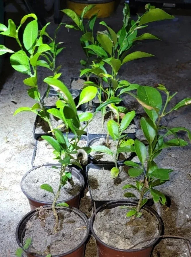 Satsuma Mandarin Fruit Tree Seedling – Live Citrus unshiu Plant, 4"-10" Small Indoor/Outdoor Citrus Tree