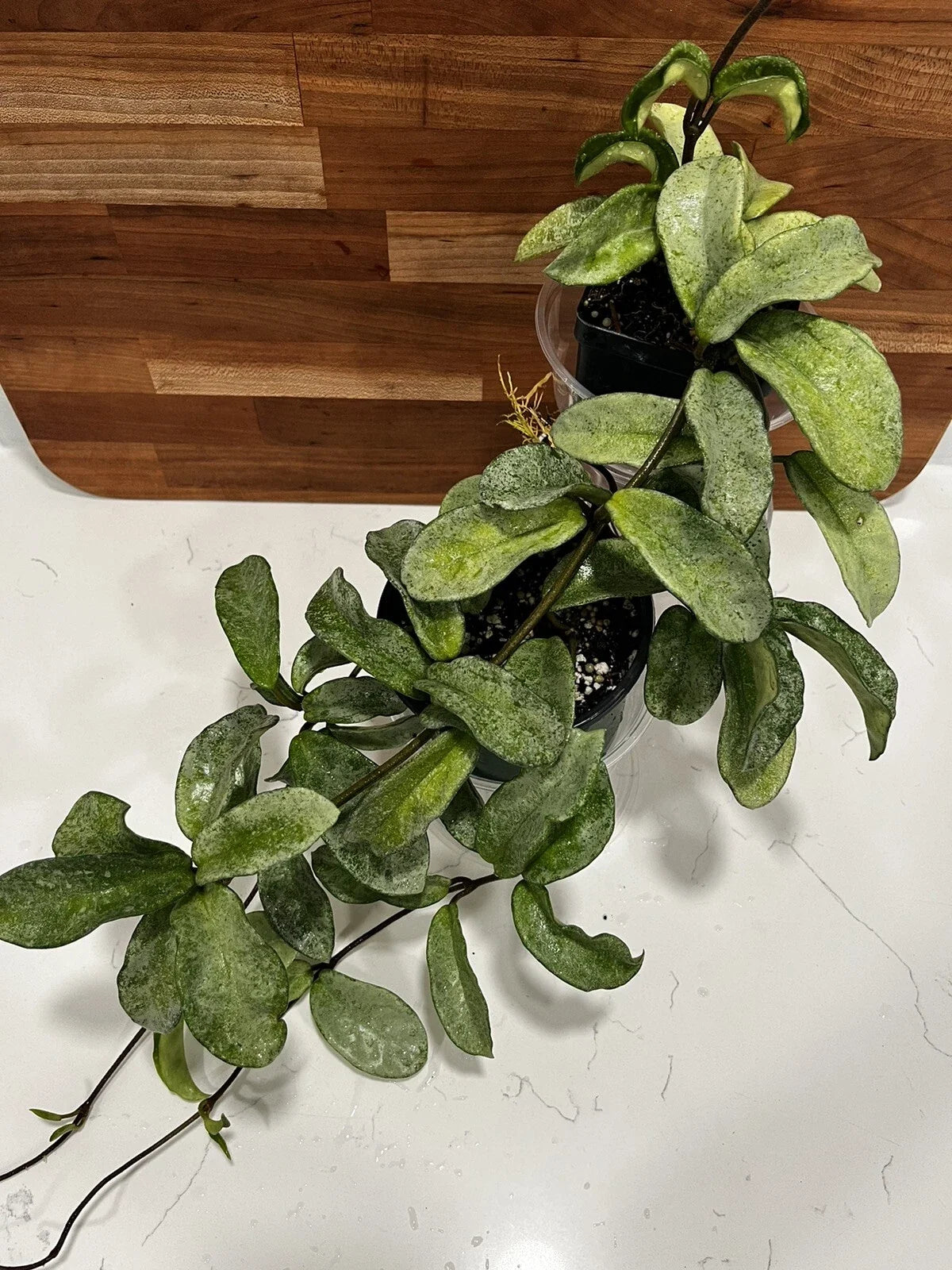 Hoya Carnosa 'Grey Ghost' Rooted Cutting | Rare Indoor Houseplant with Unique Foliage | Easy Care, Trailing, 12 Inches