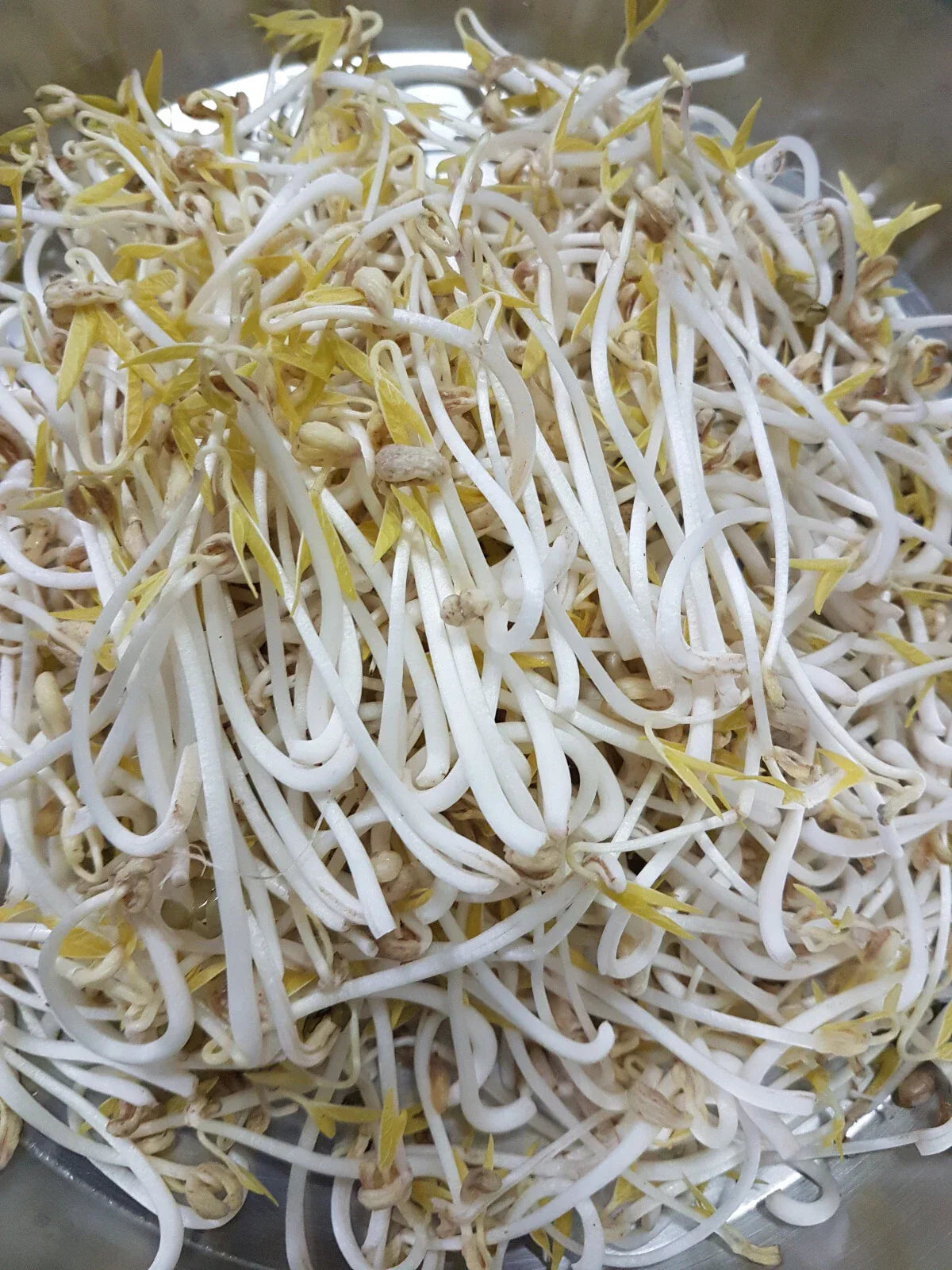 Mung Bean Seeds - 60 Organic Sprouting Seeds - Vigna radiata - USA GroCo
