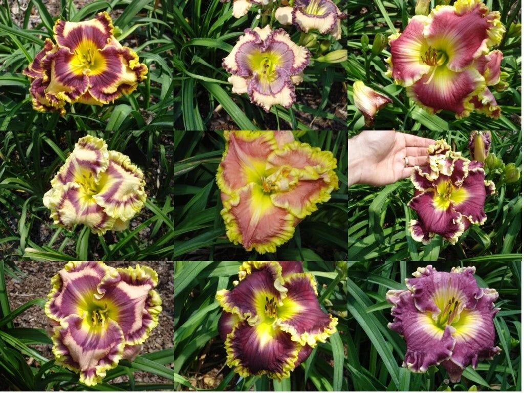 Mixed Daylilies Bare Root Plants - Assorted Colors - Hemerocallis spp.