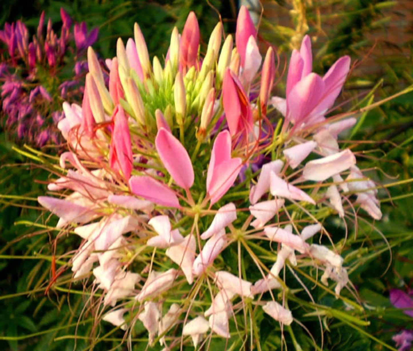 Pink Queen Spider Plant Seeds - Clome Spinosa Perennial Flowering Bee Attractor - 100 Pack, Full Sun to Partial Shade