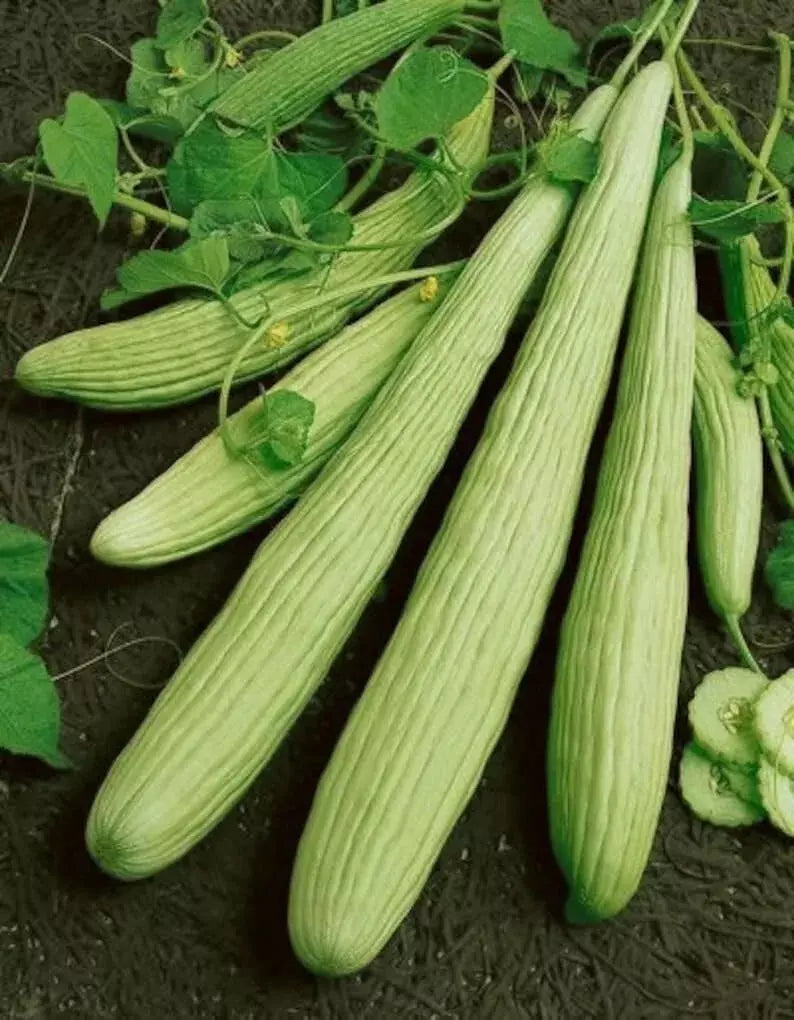 Armenian Yard Long Cucumber Seeds - 100+ Non-GMO Organic Heirloom Cucumis sativus