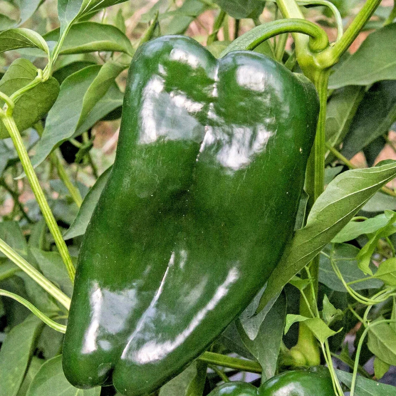 Organic Poblano Ancho Hot Pepper Seeds – Capsicum annuum for Summer Garden, Container Growing, Mild Heat, Non-GMO Vegetable Seeds