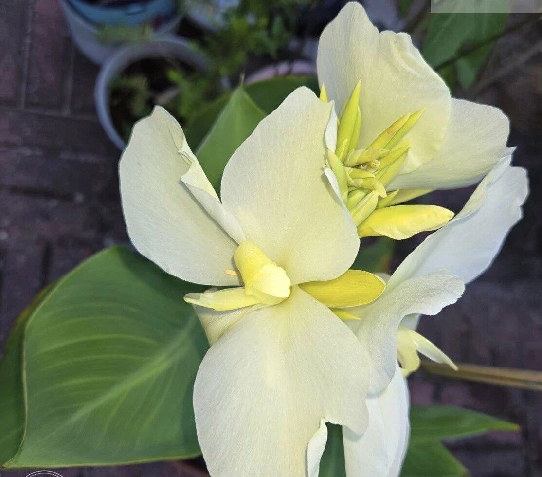Alaska White Canna Lily Rhizome Live Plant – White Blooms, Canna indica, Garden Flower, Full Sun, Well-Rotted Rhizome