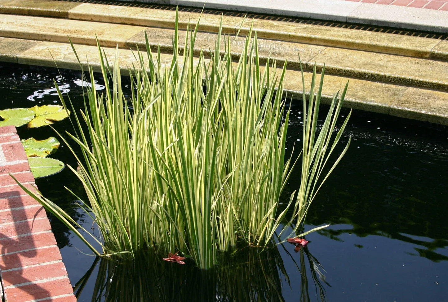 Cold Hardy Variegated Sweet Flag Plant for Ponds | Acorus calamus 'Variegatus' | Live Aquatic Marginal Plant