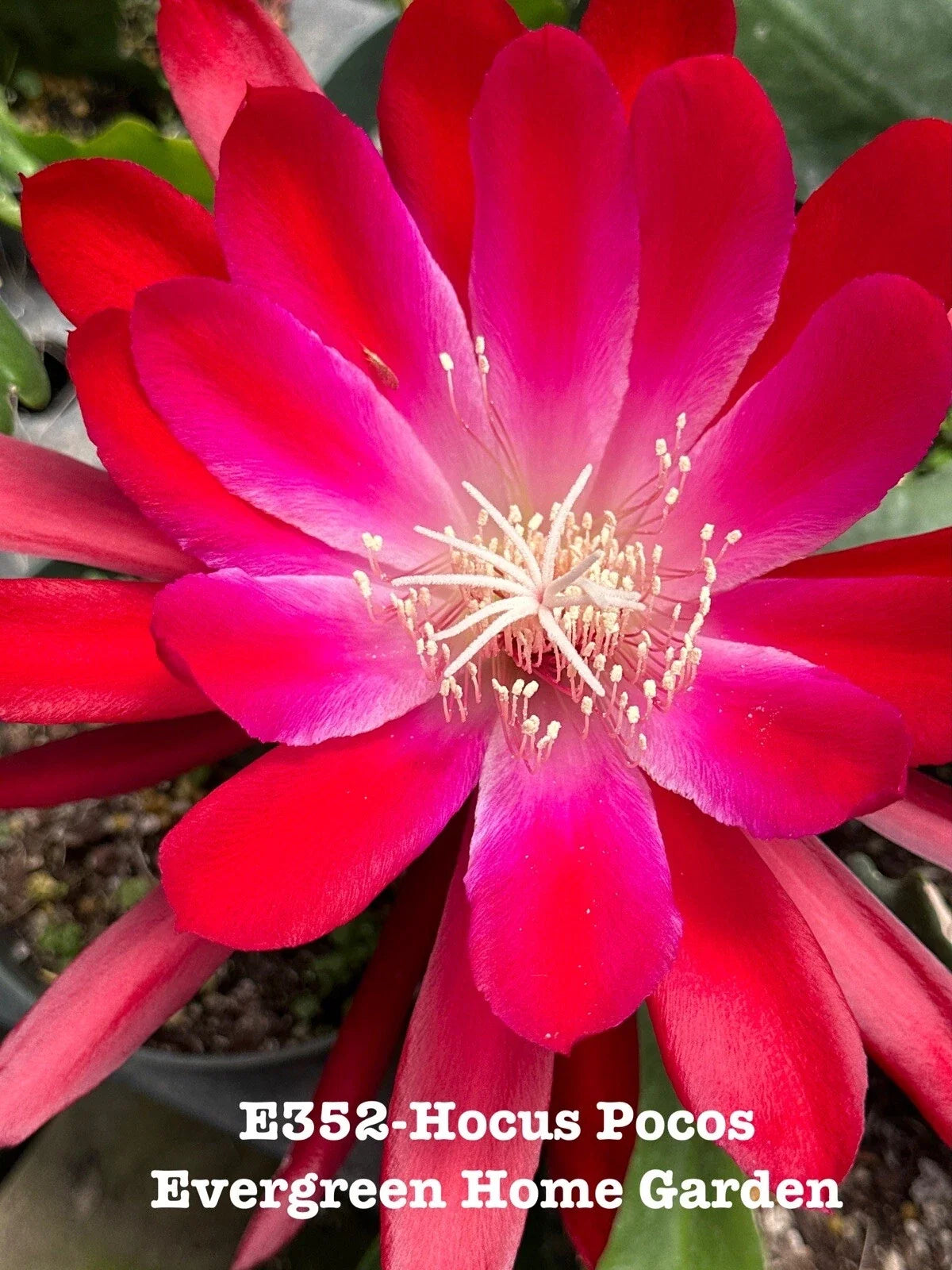 Epiphyllum Orchid Cactus Plant "Hocus Pocus" 4" Starter Pot - Rooted Tropical Succulent for Indoor Gardening
