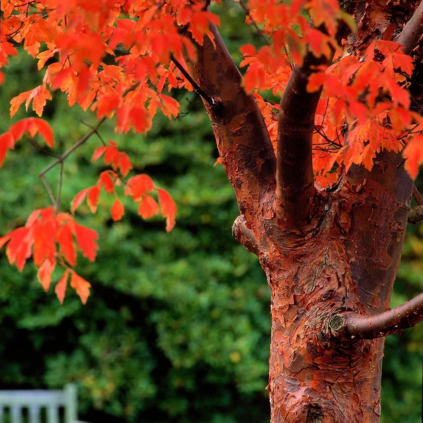 Paperbark Maple Tree Seeds - Acer griseum, Cinnamon Bark, Planting Seeds for Garden, Landscape, Fall Foliage