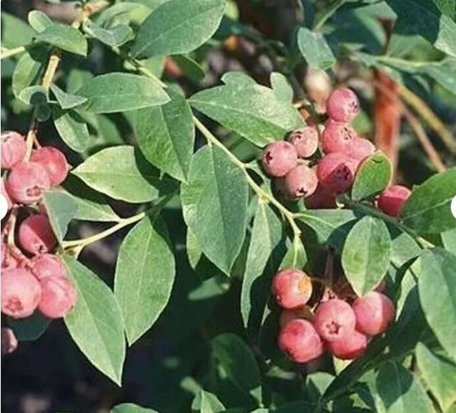 Florida Rose Blueberry Plant 3 Pack - Edible Rabbiteye Vaccinium spp. Pink Fruit, Low Chilling, Home Garden Starter Plants