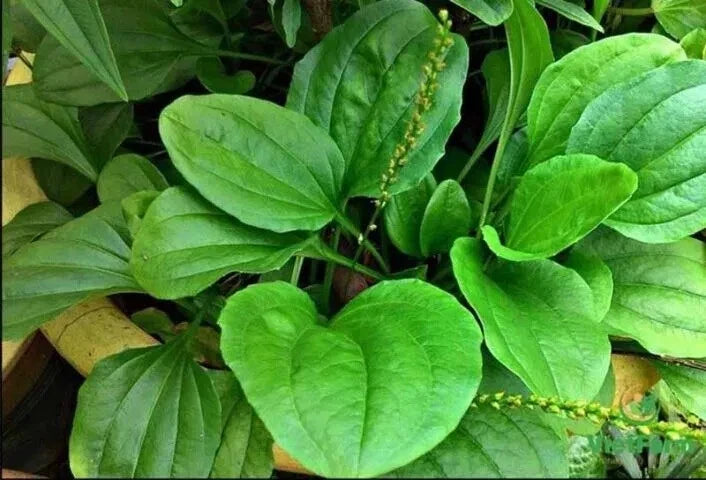 Plantain Seeds - 1000+ Count - Broadleaf, Edible, Plantago major, Hardy Perennial, USA Seller, 2024 Harvest