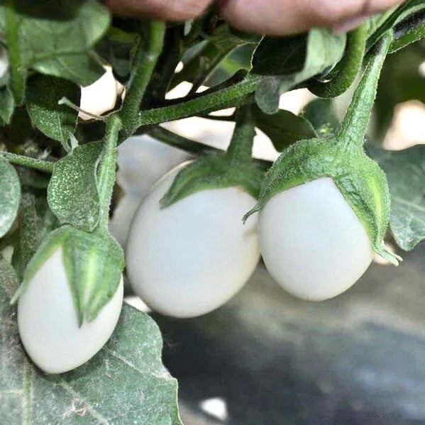 White Eggplant Seeds – Non-GMO Organic Solanum melongena Vegetable Seeds for Home Garden, Pots & Raised Beds