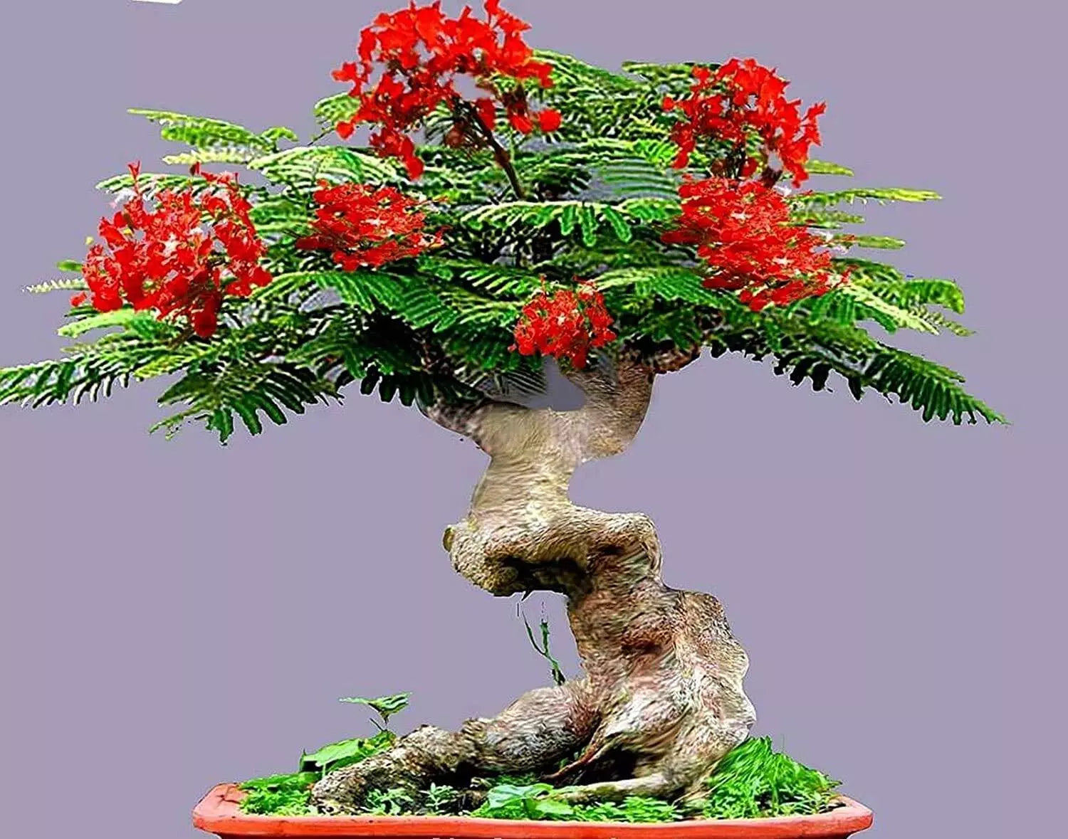 Bonsai Seeds - 20 Flamboyant Flame Tree Delonix regia - Vibrant Red Flowers for Gardening & Bonsai Projects