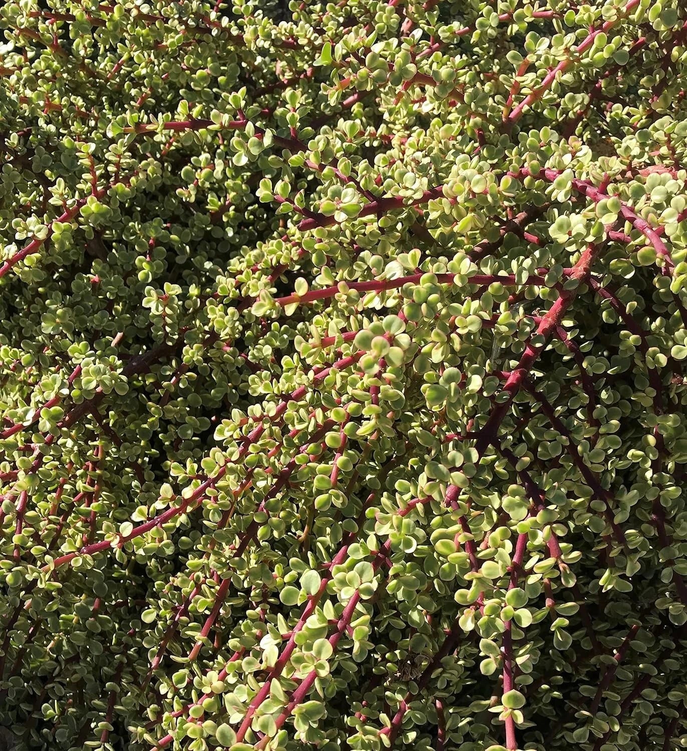 Succulent Cuttings Rainbow Elephant Bush (Portulacaria afra) Live Plants, 20 Propagation Clippings