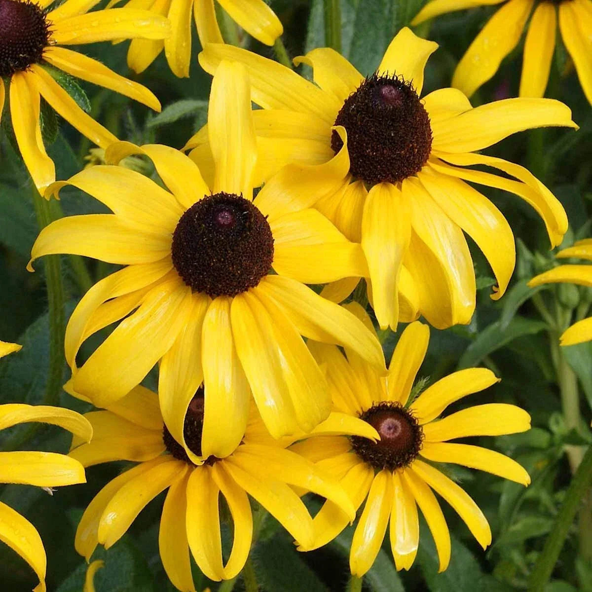 Black Eyed Susan Wildflower Seeds 1 Lb - Rudbeckia hirta - Everwilde Farms Mylar Packet