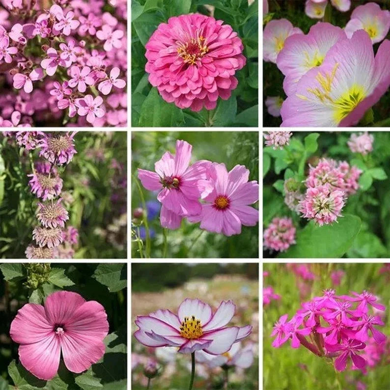 Pink Wildflower Seed Mix - Organic 200 Seeds for Gardens, Meadows & Pollinator Attracting - Various Species