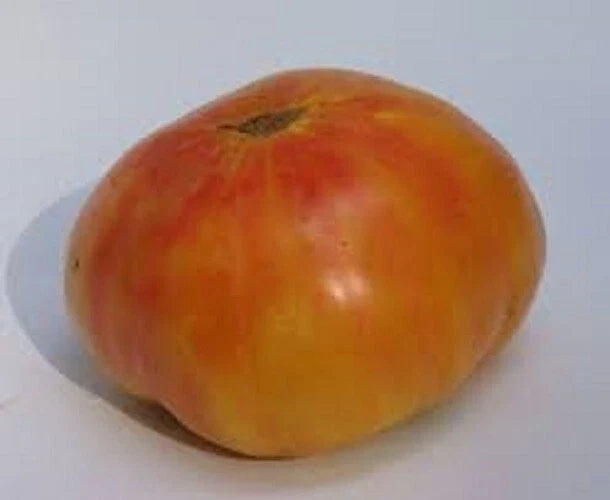 Old German Tomato Seeds - Heirloom Solanum lycopersicum - 25 Fresh Seeds for Garden, Container, and Canning