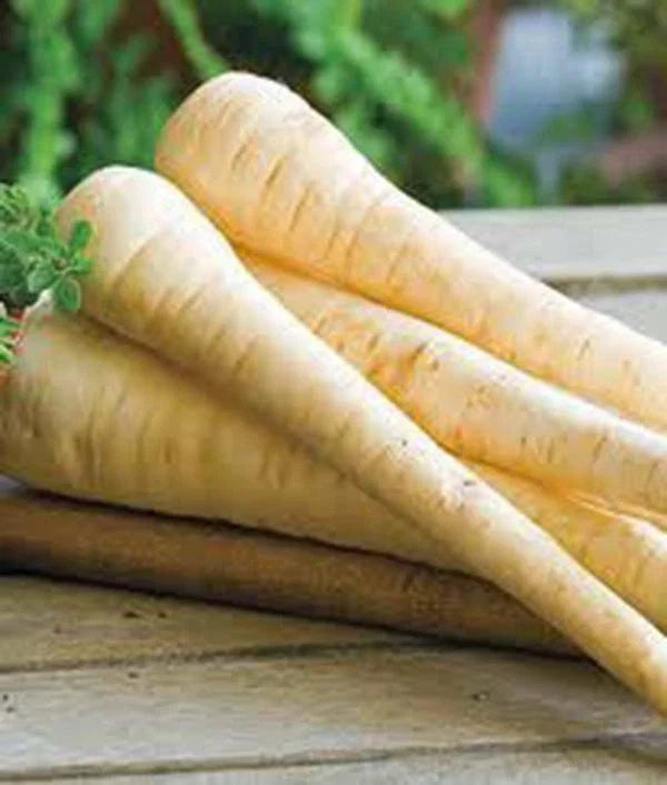 Heirloom Parsnip Seeds – Non-GMO Harris Model for Planting, Organic Pastinaca sativa, 25+ Seeds for Home Garden