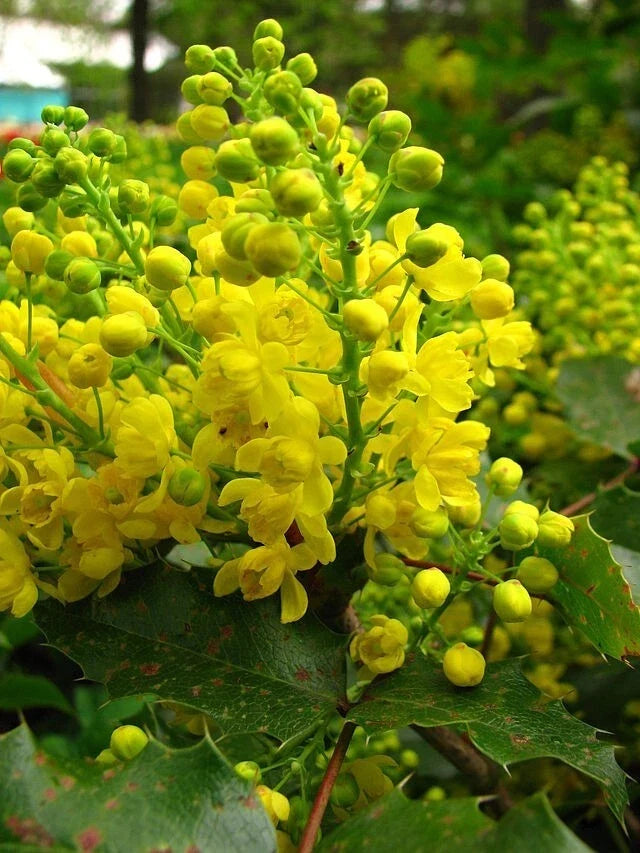 Oregon Grape Holly Seeds 50 Pack Mahonia aquifolium Native Wildflower for Garden and Landscape