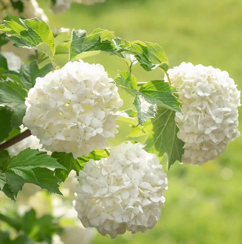 Old Fashioned Snowball Viburnum Shrub 4-12" Live Plant in 4" Pot, Viburnum opulus 'Roseum', White Ball Blooms, Deciduous, Full Sun Zones 3-8
