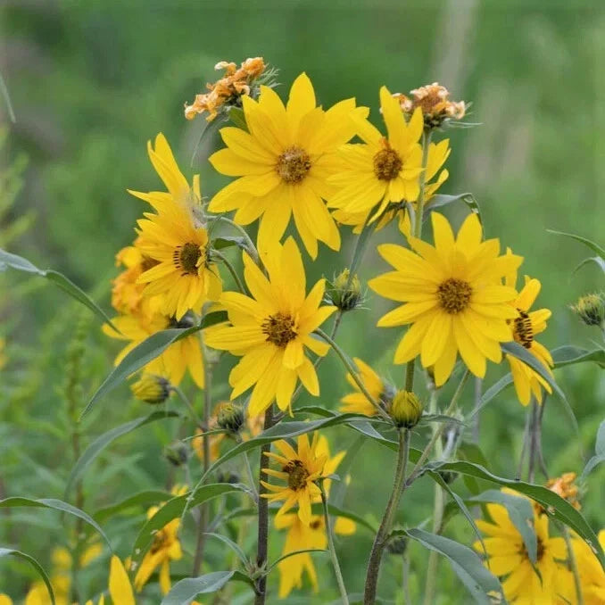 Maximilian Sunflower Seeds 500 Count Non-GMO Helianthus maximiliani for Gardens and Pollinators