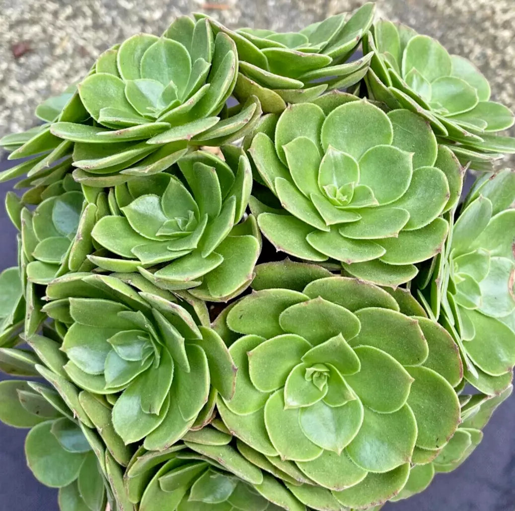 Large Aeonium Arboreum Plant - Green Rose Succulent 6-Inch 1 Gallon Container, Drought-Tolerant Indoor Outdoor Plant