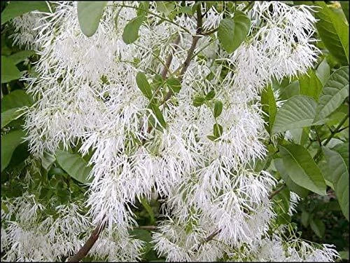 White Fringe Tree Seeds - Chionanthus virginicus - Ornamental Flowering Tree for Garden Planting, 30 Seeds