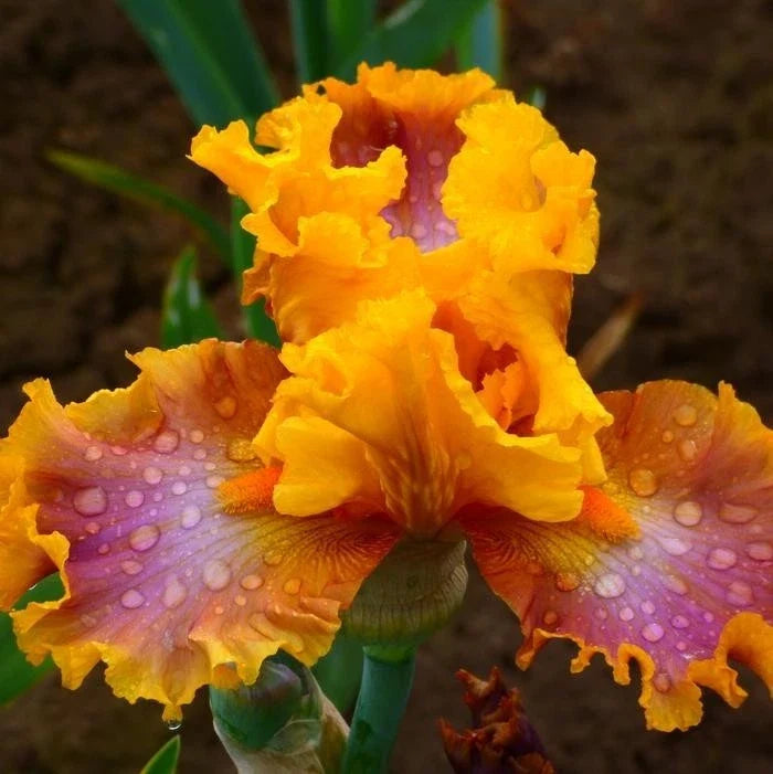Iris Germanica 'Nice Job' Rhizome – Tall Bearded Purple Flowering Perennial Plant for Garden